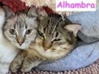 Alhambra und Adila
