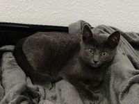 2 Kater schwarz und grau