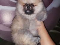 Pomeranian Zwerg spitz zu verkaufen
