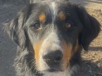 Silvan, geb. ca.02/2023, lebt in GRIECHENLAND, im städt. Tierheim Serres