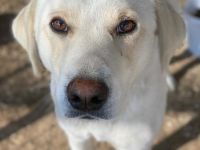 Greg, geb. ca.02/2023, lebt in GRIECHENLAND, im städt. Tierheim Serres