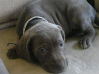 Weimaraner Welpe, Hündin, silbern mit Pap.