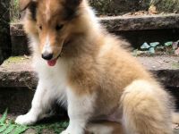 Collie Rüde Uno sucht neuen Wirkungskreis