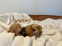 Goldendoodle F1BB in apricot/red