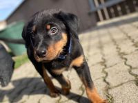 Rottweiler Welpen