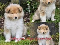 1 Colliewelpe mit Papiere VDH/FCI