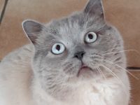 Reinrassiger BKH Blue-Point Deckkater mit hellblauen Augen.