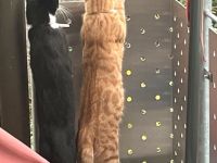 Zwei Hauskatzen suchen dringend Zuhause