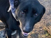 Kormi sucht dringend ein neues Zuhause