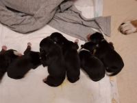 Welpen Entlebucher Sennenhund - Hündin oder Rüden