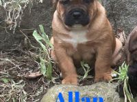 Vier wunderschöne Bulldoggen-Mix-Welpen (OEB)