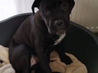 Cane corso Weibchen