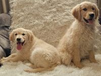 Bezaubernde Golden Retriever Welpen