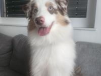Liebevoller Australian Shepherd Junghund