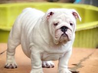 Dicker Popo sucht kuschelige Familie!