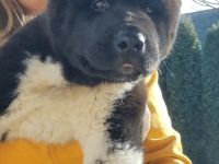 American Akita -Amerikan Akita