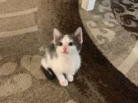 Bengal snow main coon mix Mädchen