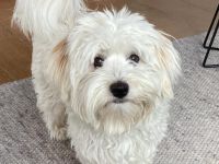 Havaneser Deckrüde Balli