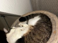 Luna sucht ein neues Zuhause