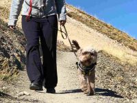 Leinenführigkeit Kompaktseminar