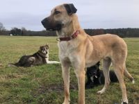 Darf Fuchur dein persönlicher „Glücksdrache“ werden?