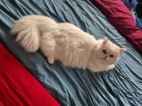 Kater Mix kastriert sucht liebevolles Zuhause