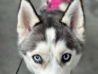 Sibirien Husky