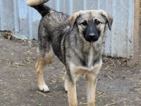 Rita sucht ein liebevolles Zuhause