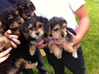 Yorkie Yorkshire Terrier Welpen