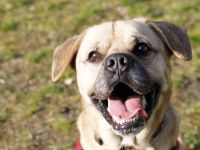 Spike, Old English Bulldog-Labrador-Mix, geb. 2014, Dickkopf sucht Führung, nur für Einzelperson