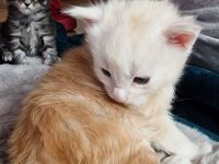 Maine Coone schuppen sind gefallen