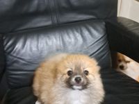 3 Baby und Nettes Hunden zum verkaufen