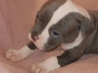 American Bulldog Welpen