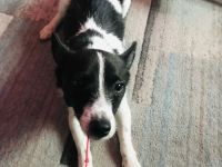 Kleinbleibender Mix Rüde