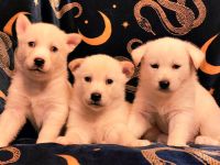 Husky Welpen sehr verschmust und Kinderlieb suchen ein liebevolles Zuhause