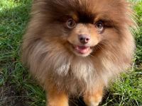 Pom Kennel Bentley Deckrüde - kein Verkauf!