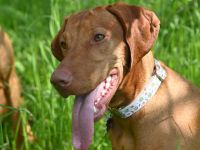 Magyar Vizsla Welpen