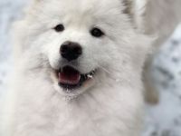 Wunderschönes, freundliches Samojeden Mädchen sucht Familie