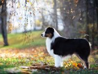 Australian Shepherd Deckrüde, black tri, red factored, nbt, ASCA+FCI+ÖKV Papiere