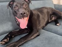 Labrador Mischling Nala