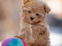 Wunderschöne Toy Pudel Welpen braun