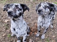 Aussidor Hündin,  12 Wochen