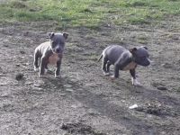 American Staffordshire Terrier