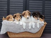 Collie Welpen amerikanischer Typ in Farben trico,sable, merle