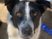 Merenda, geb. ca. 02/2023, lebt in GRIECHENLAND, im städt. Tierheim Serres