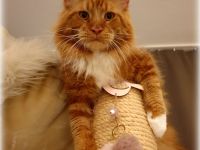 Maine coon Deckkater in paradise red