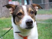 Bobby, Hütehund-Mix, geb. 2015, sensibler Rüde su. einfühlsame, ruhige Menschen