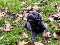 Typvolle reinrassige Labrador Retriever Welpen aus privatem Wurf