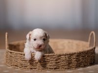 Entzückende Hündin sucht ein liebevolles Zuhause! Malteser Mix.