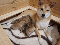 *Shiba Inu Welpen* reinrassig, mit Papieren